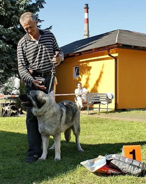 Šarplaninec štěňátka s PP