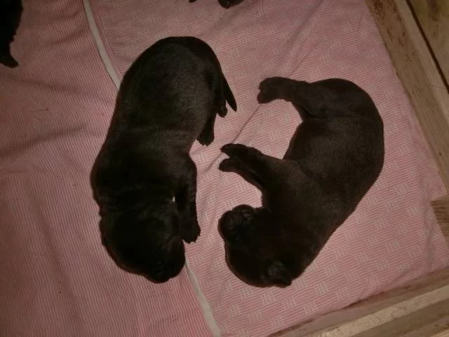 Prodám štěně labradora