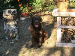 Prodám štěně labradora