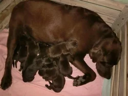 Prodám štěně labradora