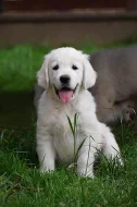 Zlatý retrívr / Zlatý retriever - štěňata s PP
