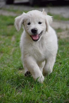 Zlatý retrívr / Zlatý retriever - štěňata s PP