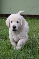 Zlatý retrívr / Zlatý retriever - štěňata s PP