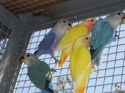 AGAPORNIS RŮŽOHRDLÝ