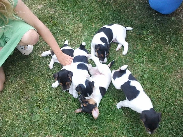 Prodám štěňata Parson Russell teriér