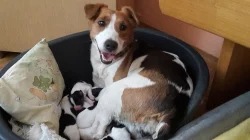 Prodám štěňata Parson Russell teriér