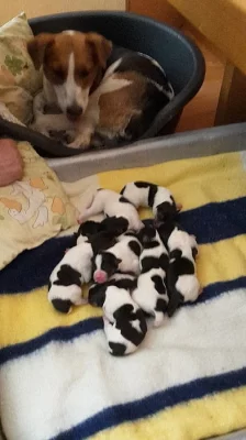 Prodám štěňata Parson Russell teriér