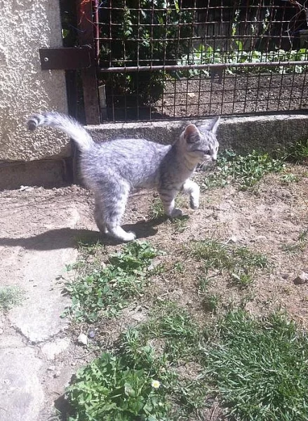 Nalezený kocourek hledá domov