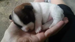 Prodám štěňata Jacka Russela Teriera