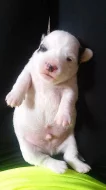 Prodám štěňata Jacka Russela Teriera