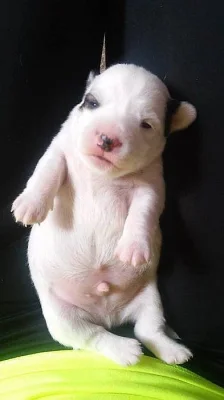 Prodám štěňata Jacka Russela Teriera
