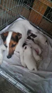 Prodám štěňata Jacka Russela Teriera