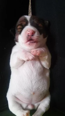 Prodám štěňata Jacka Russela Teriera