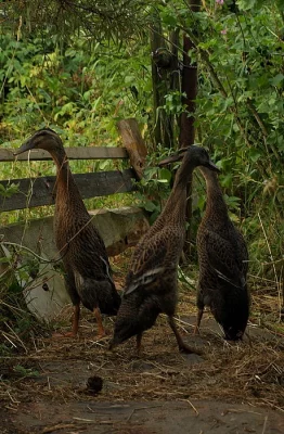 INDIČTÍ BĚŽCI - prodám