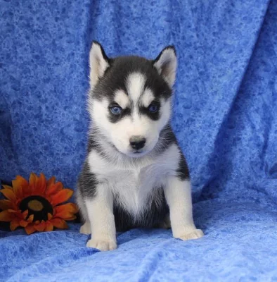 Sibiřský Husky