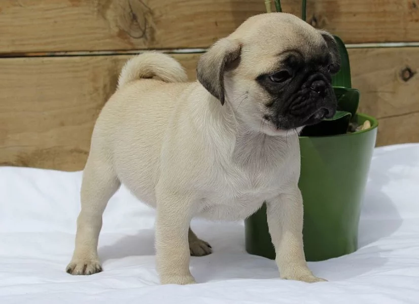 Mops