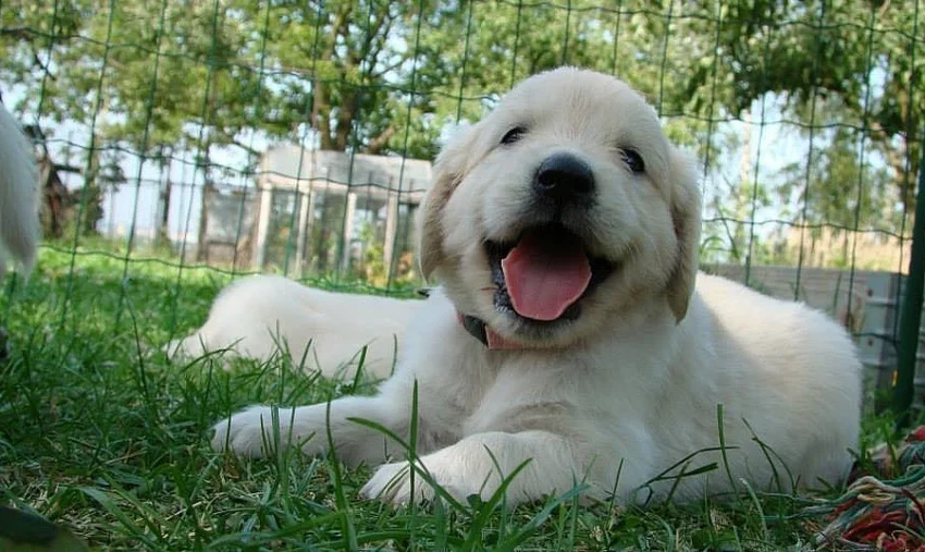 Štěňátka zlatého retrievera - golden retriever- s PP