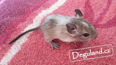 Strakatý osmák degu z Deguland
