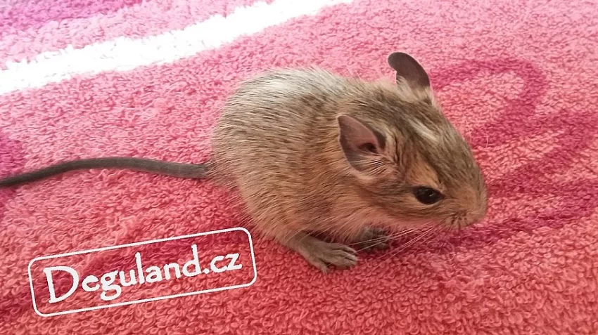 Strakatý osmák degu z Deguland