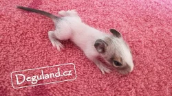 Strakatý osmák degu z Deguland