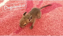 Strakatý osmák degu z Deguland