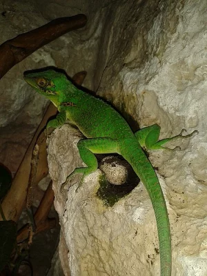 Anolis Baracoae - mláďě