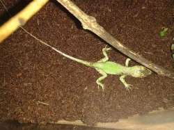 Anolis Baracoae - mláďě