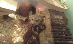 Kyjochvost- pískomil tlustoocasý (křečkovitý)