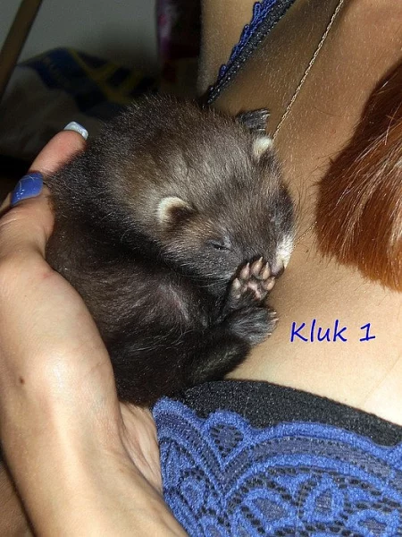 Nabízím k rezervaci fretky fretku fretka