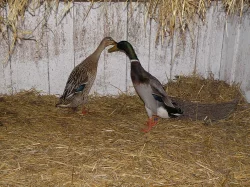 Indický běžec - kachňata