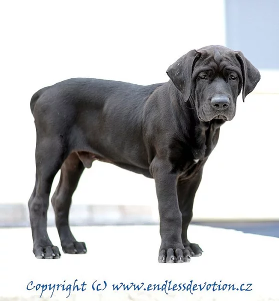 TOSA INU (Japonská doga) pejsek s PP top kvality k odběru