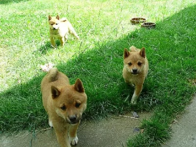SHIBA-INU PRAHA