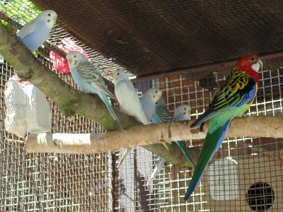 andulky, korely, rozely