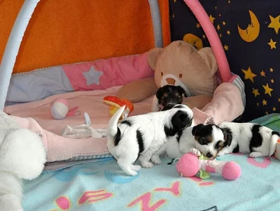 Biewer Jorkšírský teriér s PP ihned