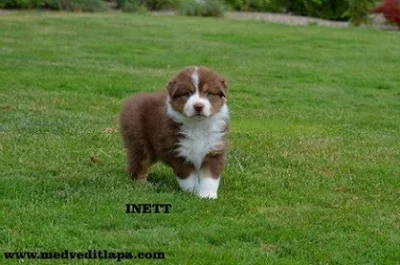 Australský ovčák štěňata s PP.