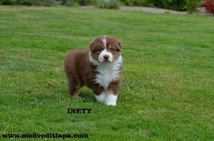 Australský ovčák štěňata s PP.