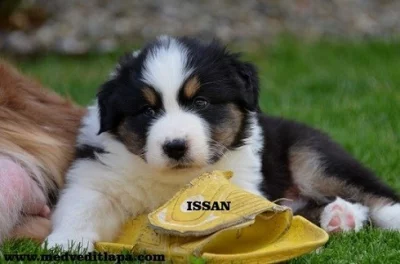 Australský ovčák štěňata s PP.