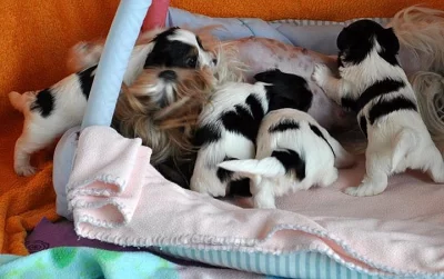 Biewer Jorkšírský teriér  s PP