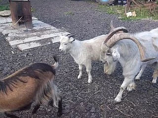 hnědá koza s bílím kozlíkem