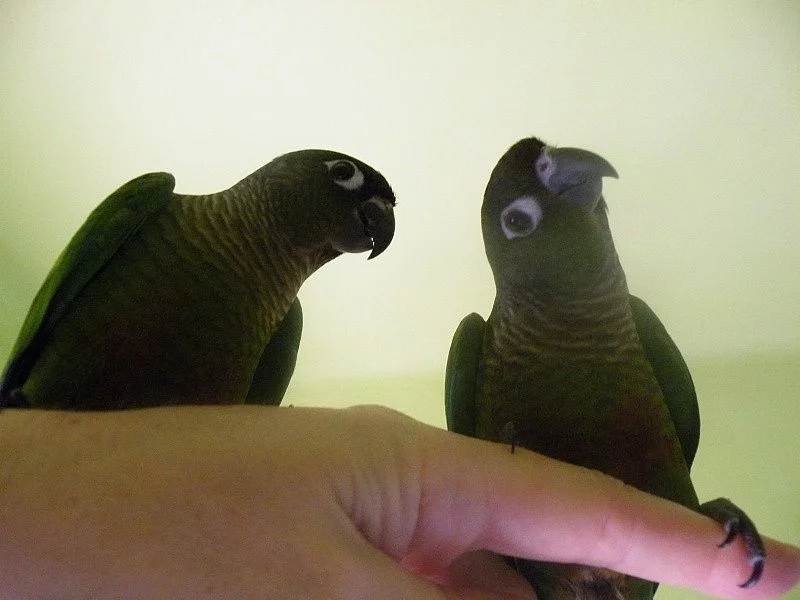 Pyrura zelenolící - ochočená mláďata