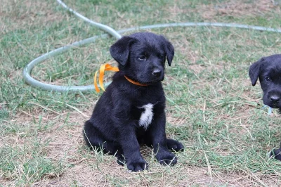 Darujeme štěně fenečku