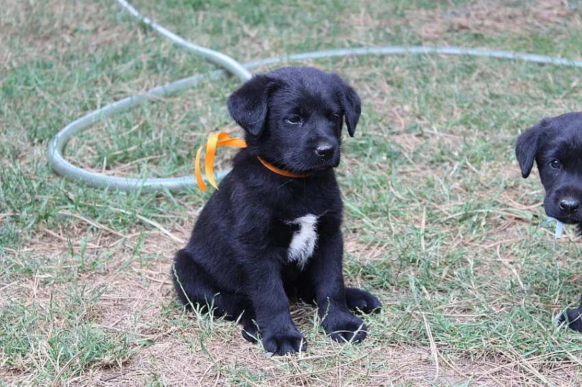 Darujeme štěně fenečku