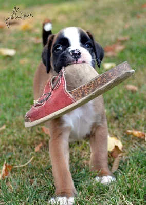 Německý boxer s PP