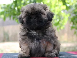 Shih-tzu, ši-tzu štěňátka s PP