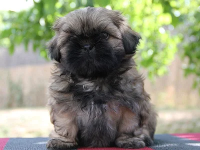 Shih-tzu, ši-tzu štěňátka s PP