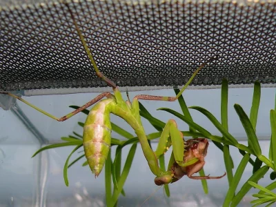 Prodám kudlanky Sphodromantis sp.