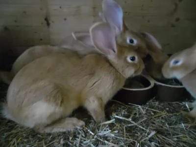 Burgundský králík