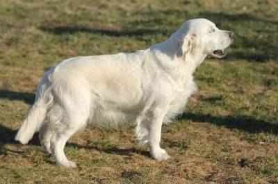 Zlatý retrívr štěňátka s PP