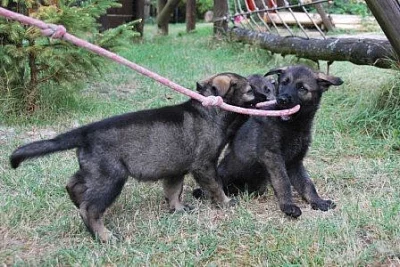 Německý ovčák - štěňata s PP