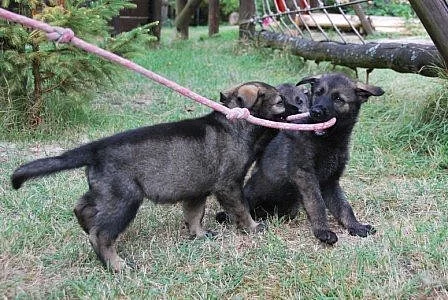 Německý ovčák - štěňata s PP